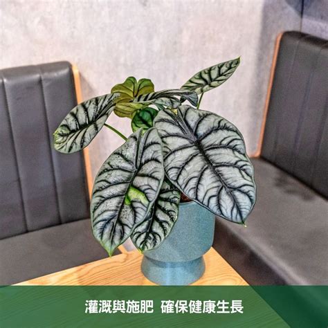 銀龍觀音蓮風水|銀龍觀音蓮風水：靈性與寧靜的結合 – 植物盆栽綠寶典